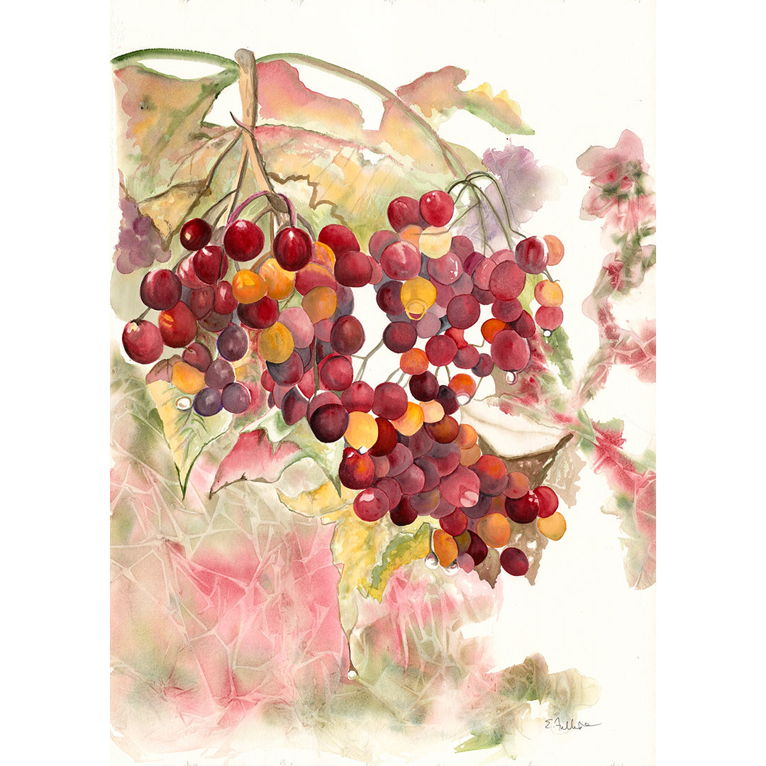 Hawthorn Berries